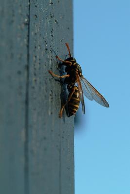 u27/derrel/medium/16193671.DSCF1608_Yellowjacket.jpg