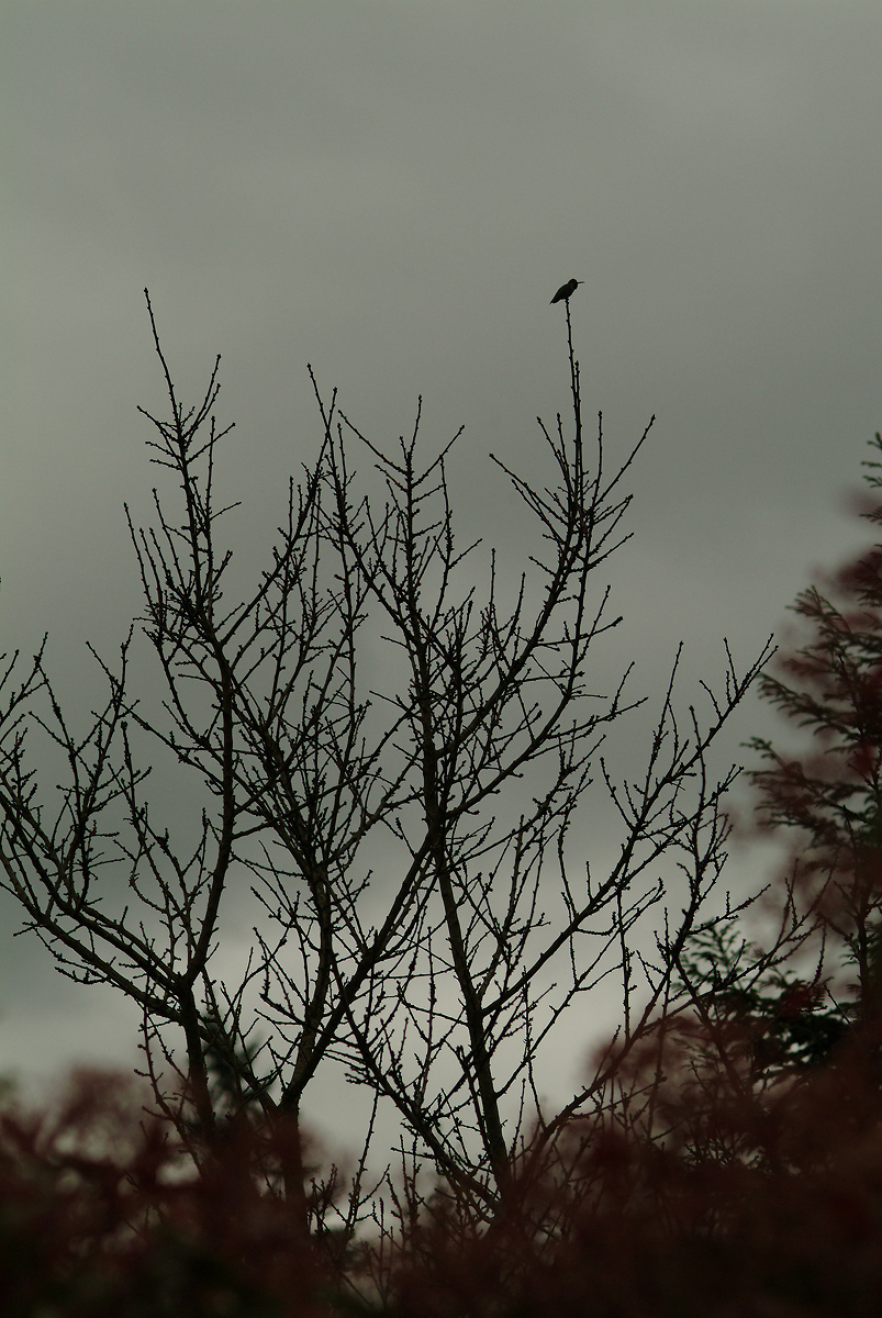DSCF0811_hummingbird_storm.JPG