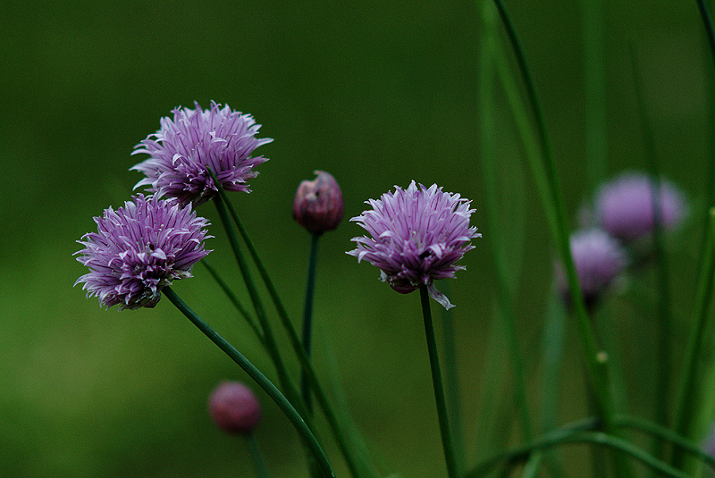 DSCF1242_7-55PM.JPG