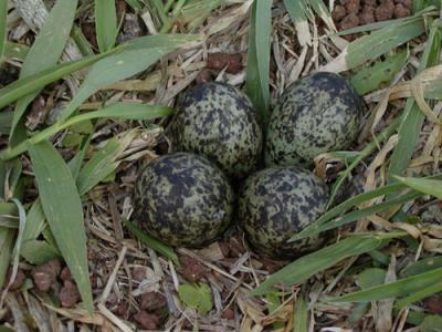 Masked Lapwing Eggs
