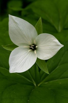 Trillium.jpg