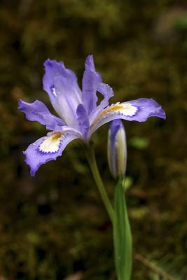 Crested Dwarf Iris-Greenbrier