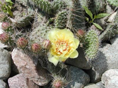 Flowering cactus.JPG