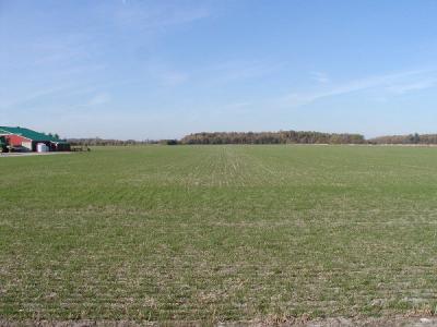 Wheat up after planting.JPG