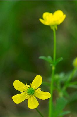 Macro Shots taken at Deerwood ~ 2003