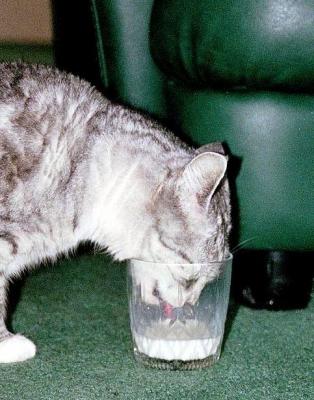 Sassyheadinglass1a.jpg
