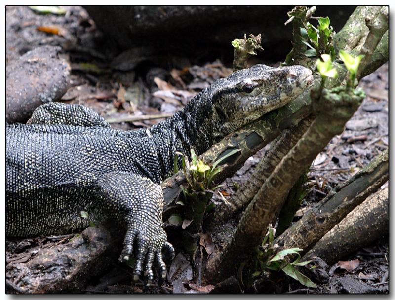 Water Monitor Lizard