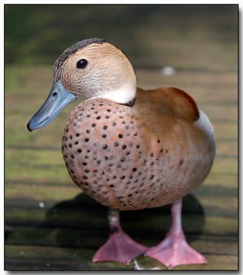 Ringed Teal Duck