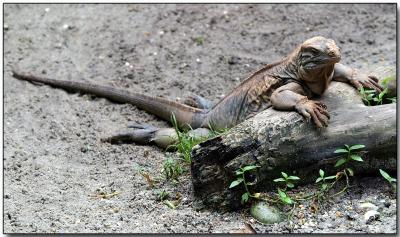 Iguana