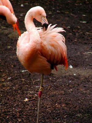 Preening Time