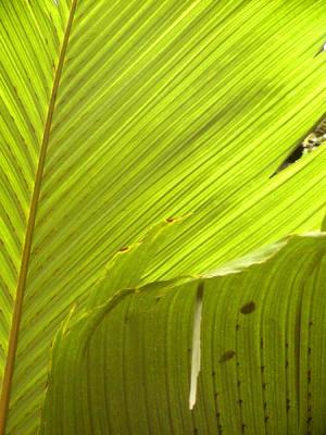 Big Leaves