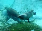 Harbor Seals