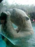 Polar Bear Too Close