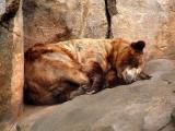 Dont Wake Me