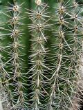 Prickly