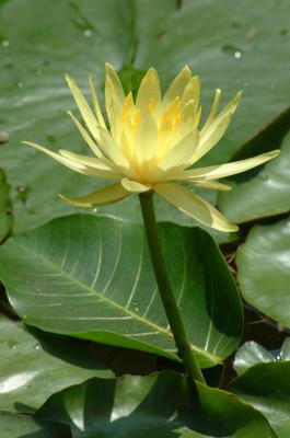lotus_trip
