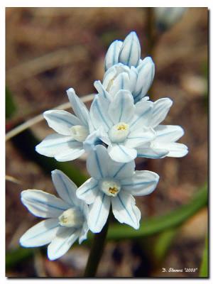 Spring flowers