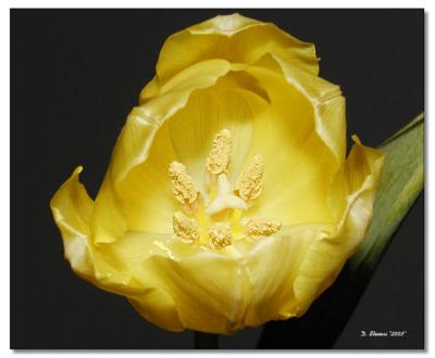 Yellow Tulip