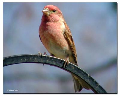 Purple Finch