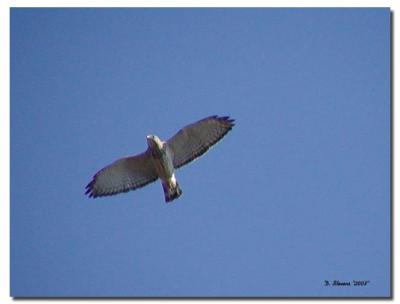 Hawk Flying