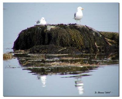 Gulls