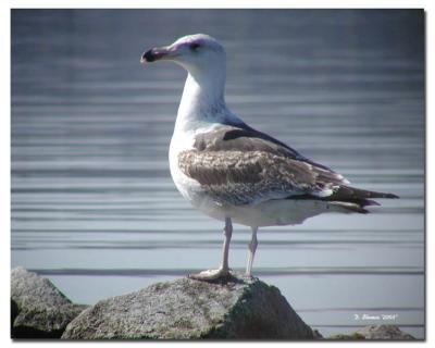 Big Gull