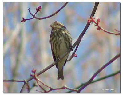 Female Purple Finch