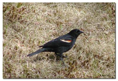 Red Wing Blackbird