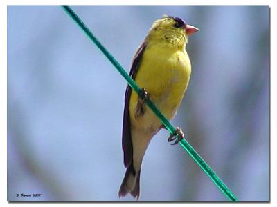 Yellow Finch