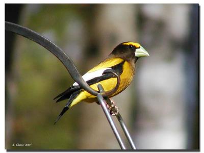 Evening Grosbeak