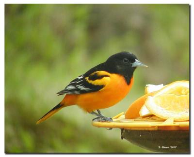 Northern Baltimore Oriole