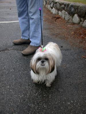 A cute, frisky, and very friendly Shih Tzu