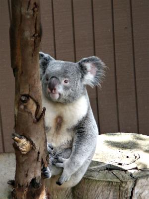 Koala San Diego Zoo