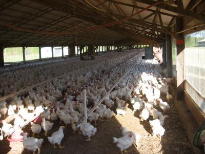 22,000 chickens per house