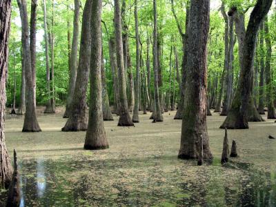 Swamp along the Natchez Trace