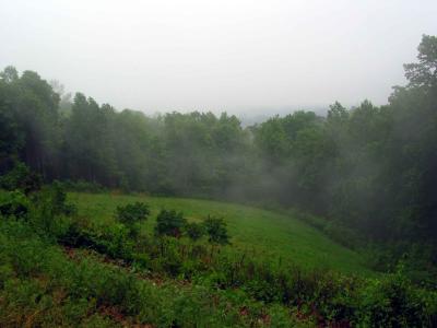 Fog in the trees, the video looks much better