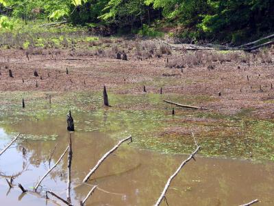 Beaver Pond