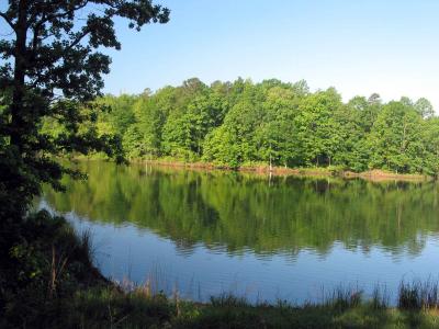 Morning on the lake, from our cabin