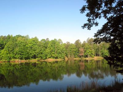 Morning on the lake, from our cabin