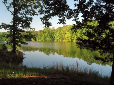 Morning on the lake, from our cabin