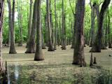 Swamp along the Natchez Trace