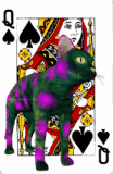 for Cat