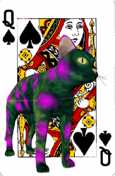 for Cat