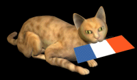 Chat