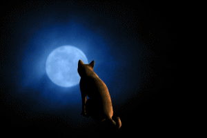 Fullmoon Cat
