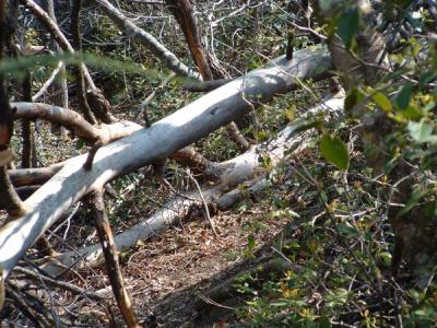 More of The Trail.jpg