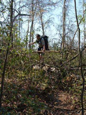 The Trail - Really.jpg