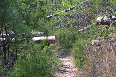 Fire Road.jpg