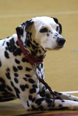 u27/ericvic/medium/15891022.Dalmation.jpg
