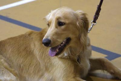 Retriever.jpg